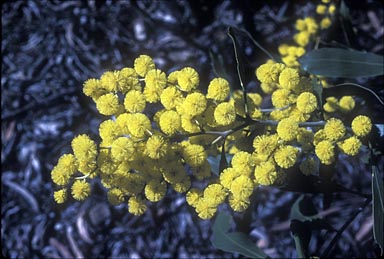 APII jpeg image of Acacia pycnantha  © contact APII