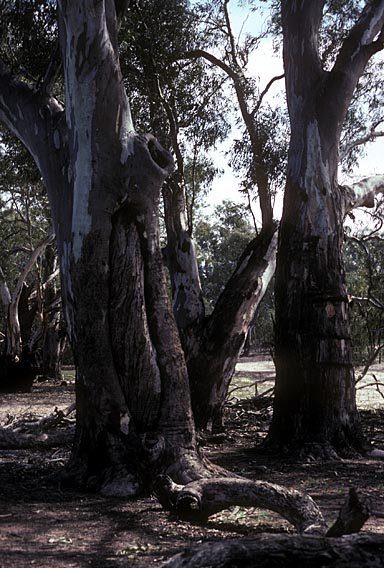 APII jpeg image of Eucalyptus camaldulensis  © contact APII