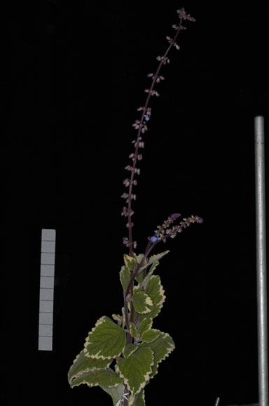 APII jpeg image of Plectranthus parviflorus 'Blue Spires'  © contact APII