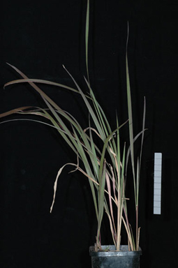 APII jpeg image of Imperata cylindrica 'ICL200'  © contact APII