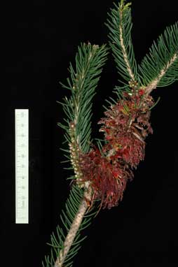 APII jpeg image of Calothamnus quadrifidus 'CalflatGL'  © contact APII