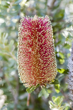 APII jpeg image of Banksia praemorsa  © contact APII