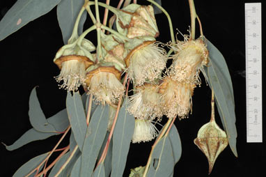 APII jpeg image of Eucalyptus 'Dave Gordon'  © contact APII