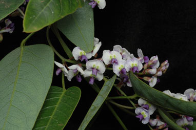 APII jpeg image of Hardenbergia 'Mystic Marvel'  © contact APII