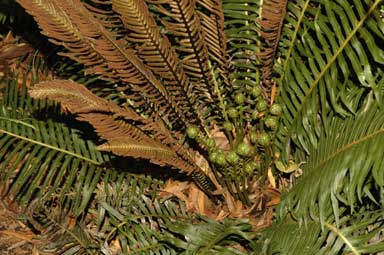 APII jpeg image of Blechnum nudum  © contact APII