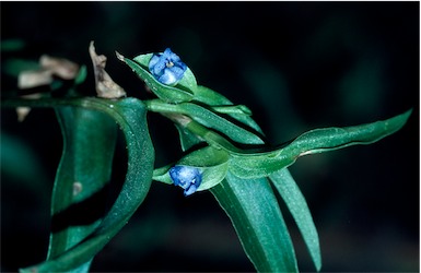 APII jpeg image of Commelina sp.  © contact APII