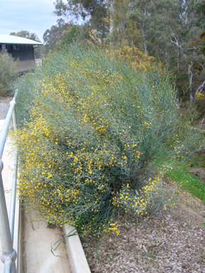 APII jpeg image of Acacia aphylla 'y'  © contact APII