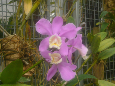 APII jpeg image of Cattleya harrisoniae 'y'  © contact APII