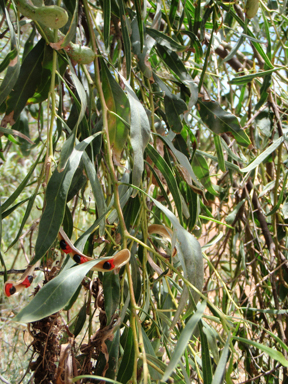 APII jpeg image of Acacia salicina  © contact APII