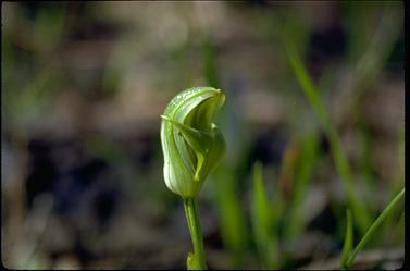 APII jpeg image of Pterostylis curta  © contact APII