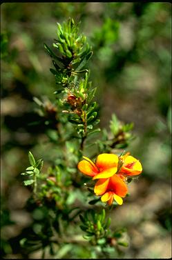 APII jpeg image of Pultenaea subspicata  © contact APII