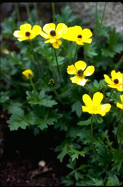 APII jpeg image of Ranunculus granticola  © contact APII