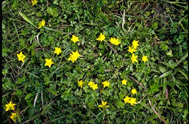 APII jpeg image of Ranunculus pimpinellifolius  © contact APII