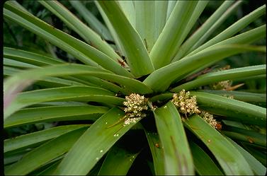 APII jpeg image of Richea pandanifolia  © contact APII