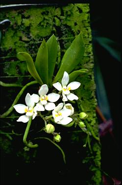 APII jpeg image of Sarcochilus falcatus  © contact APII