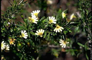 APII jpeg image of Scaevola spinescens  © contact APII