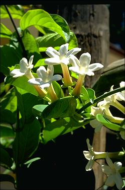 APII jpeg image of Stephanotis floribunda  © contact APII