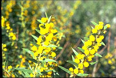 APII jpeg image of Acacia cochlearis  © contact APII