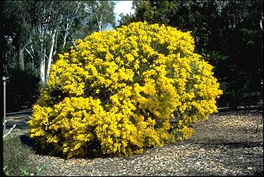 APII jpeg image of Acacia cultriformis  © contact APII