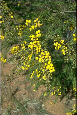 APII jpeg image of Acacia graffiana  © contact APII