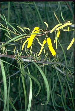 APII jpeg image of Acacia lasiocalyx  © contact APII