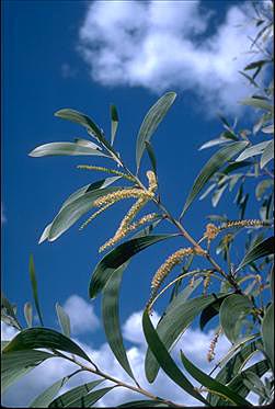 APII jpeg image of Acacia leiocalyx  © contact APII