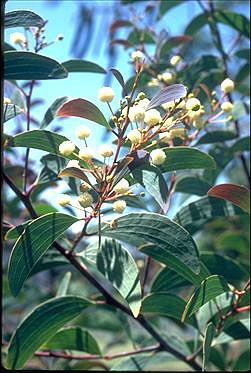 APII jpeg image of Acacia leptoloba  © contact APII