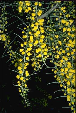 APII jpeg image of Acacia menzelii  © contact APII