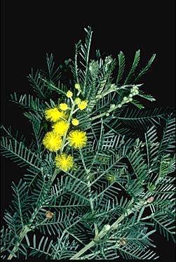 APII jpeg image of Acacia mollifolia  © contact APII