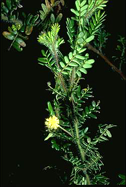 APII jpeg image of Acacia phlebopetala  © contact APII