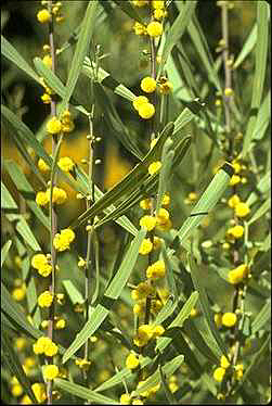 APII jpeg image of Acacia stricta  © contact APII