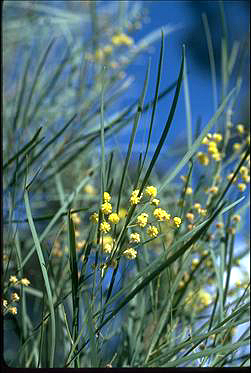 APII jpeg image of Acacia subulata  © contact APII