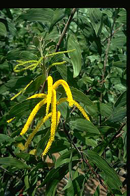 APII jpeg image of Acacia grandifolia  © contact APII