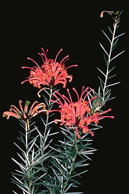 APII jpeg image of Grevillea kennedyana  © contact APII