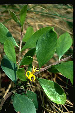 APII jpeg image of Persoonia marginata  © contact APII