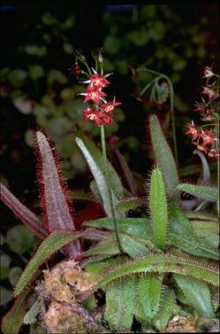 APII jpeg image of Drosera adelae  © contact APII