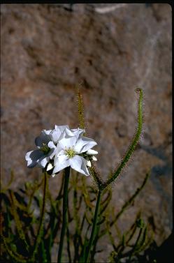 APII jpeg image of Drosera binata  © contact APII