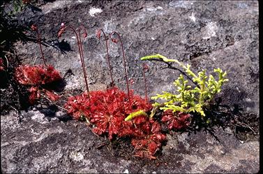 APII jpeg image of Drosera spatulata  © contact APII