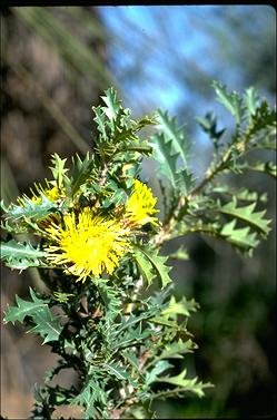 APII jpeg image of Banksia armata  © contact APII