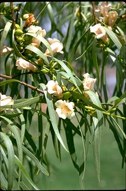 APII jpeg image of Eremophila bignoniiflora  © contact APII