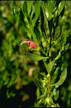 APII jpeg image of Eremophila denticulata  © contact APII