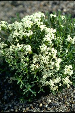 APII jpeg image of Pimelea humilis  © contact APII