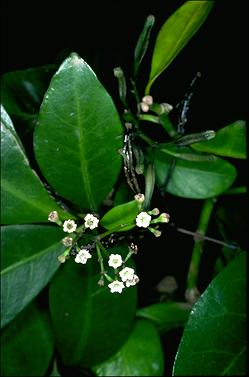 APII jpeg image of Pisonia umbellifera  © contact APII