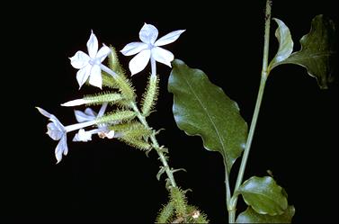 APII jpeg image of Plumbago zeylanica  © contact APII