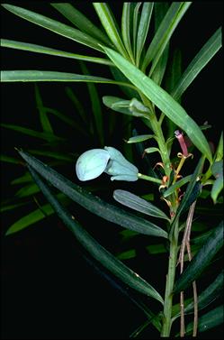 APII jpeg image of Podocarpus spinulosus  © contact APII