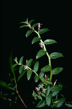 APII jpeg image of Lobelia concolor  © contact APII