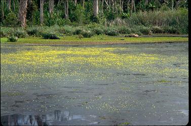 APII jpeg image of Utricularia flava  © contact APII