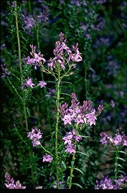 APII jpeg image of Veronica formosa  © contact APII