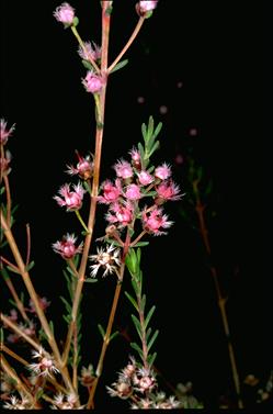 APII jpeg image of Verticordia densiflora  © contact APII