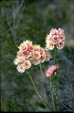 APII jpeg image of Verticordia ovalifolia  © contact APII